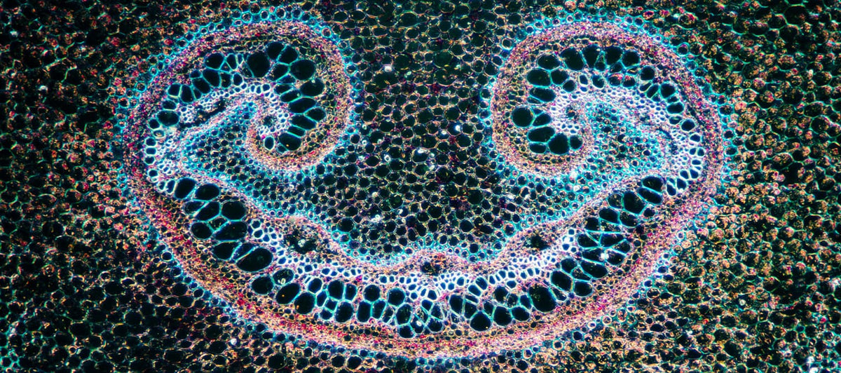 Are mitochondria the key to mental health?