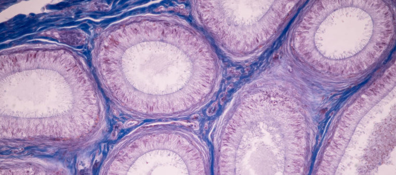 Thumbnail for Healthy cells are foundational to a healthy body: here’s why