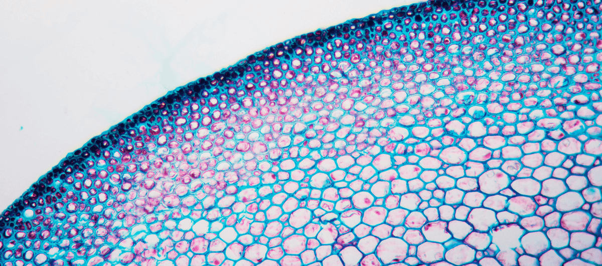 How to support your skin cells