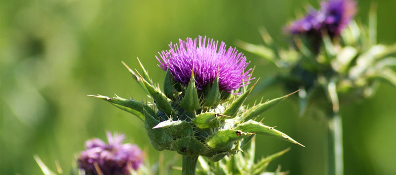 Thumbnail for Ingredient spotlight: Siliphos Milk Thistle