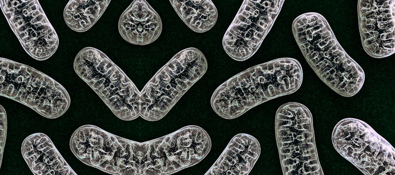 Thumbnail for Mitochondria, free radicals and antioxidants made simple.