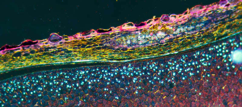 Thumbnail for What is Cellular Health: How Your Health Depends on Your Cells